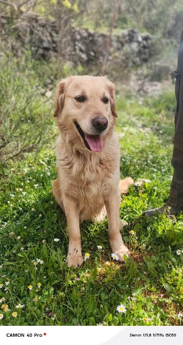 Chloe, una splendida Golden Retriever Foto 5